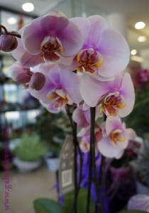 Orchidea phalaenopsis