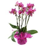 orchidea-magenta