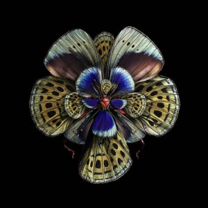 Kvet-motýľ