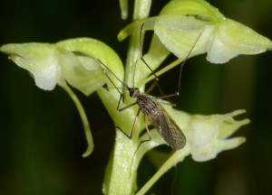 Močiarna orchidea a komár
