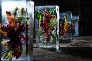 Kvety v ľadových kockách