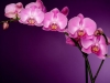 blog_csk_orchidea