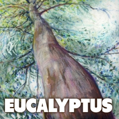 eucalyptus_2