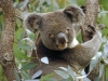 koala-a-eucalyptus-tree