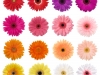 flowers-gerbera-daisy