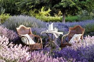 lavender-garden