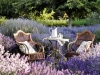 lavender-garden