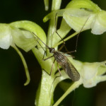 Močiarna orchidea a komár