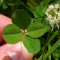 ŠTVORLÍSTOK – OXALIS