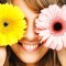 GERBERA JAMESONII